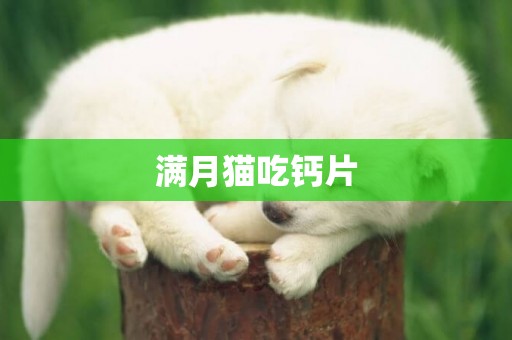 滿月貓吃鈣片