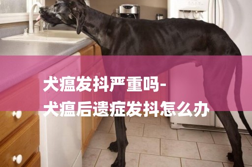 犬瘟發抖嚴重嗎-
犬瘟后遺癥發抖怎么辦