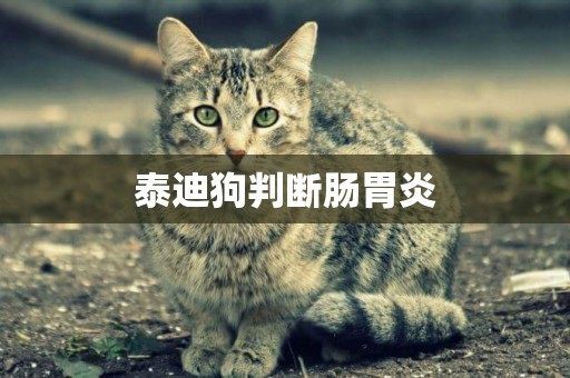 泰迪狗判斷腸胃炎