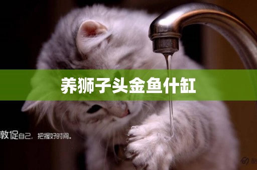 養獅子頭金魚什缸