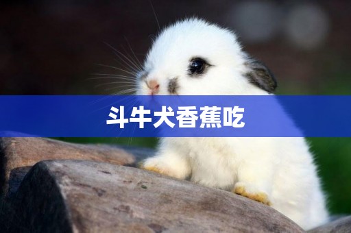 斗牛犬香蕉吃