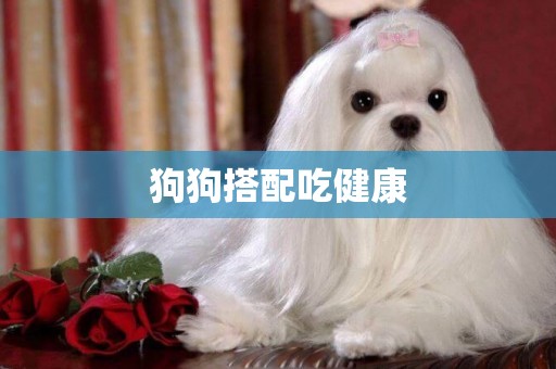 狗狗搭配吃健康