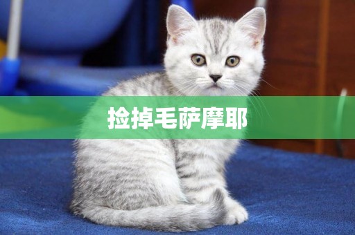 撿掉毛薩摩耶