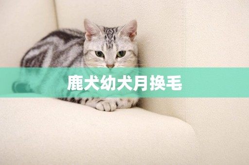 鹿犬幼犬月換毛