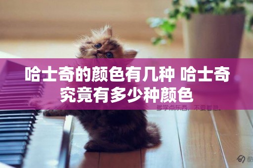 哈士奇的顏色有幾種 哈士奇究竟有多少種顏色