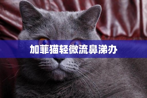 加菲貓輕微流鼻涕辦