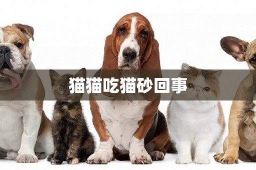 貓貓吃貓砂回事