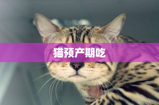 貓預產期吃