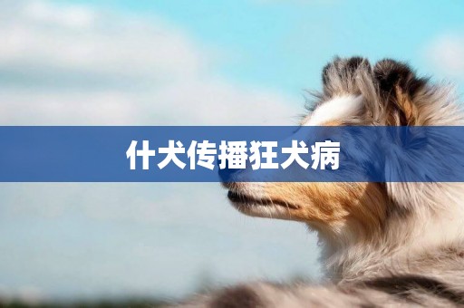 什犬傳播狂犬病