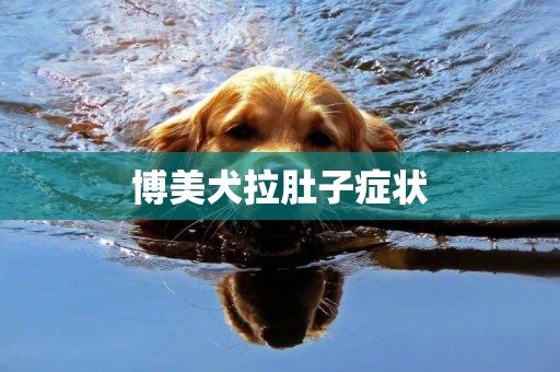 博美犬拉肚子癥狀
