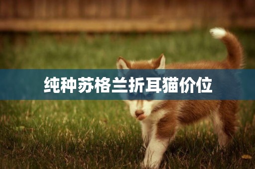 純種蘇格蘭折耳貓價位