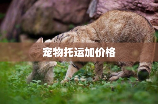寵物托運加價格