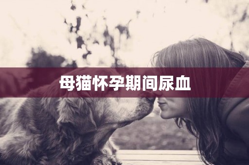 母貓懷孕期間尿血
