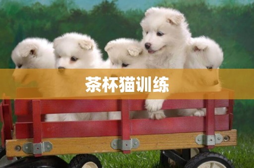 茶杯貓訓練
