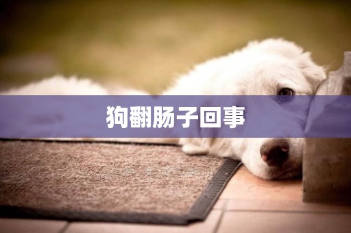 狗翻腸子回事
