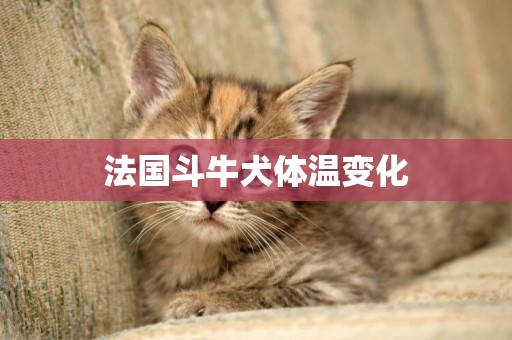 法國斗牛犬體溫變化