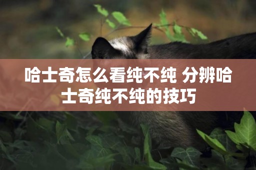 哈士奇怎么看純不純 分辨哈士奇純不純的技巧