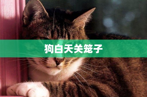 狗白天關籠子