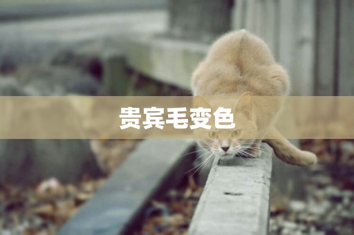 貴賓毛變色