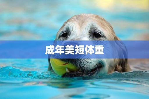 成年美短體重