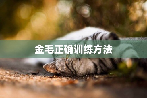 金毛正確訓練方法