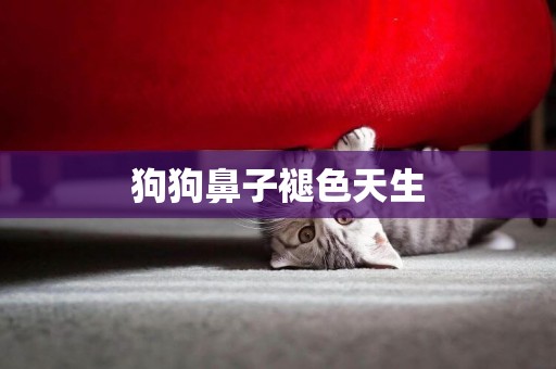 狗狗鼻子褪色天生