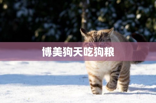 博美狗天吃狗糧