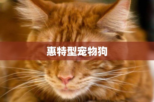 惠特型寵物狗