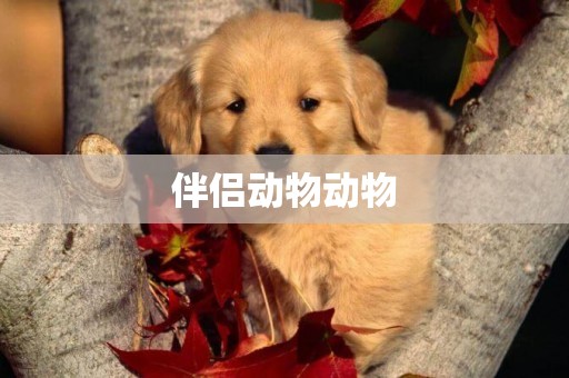 伴侶動物動物