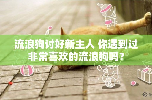 流浪狗討好新主人 你遇到過非常喜歡的流浪狗嗎？