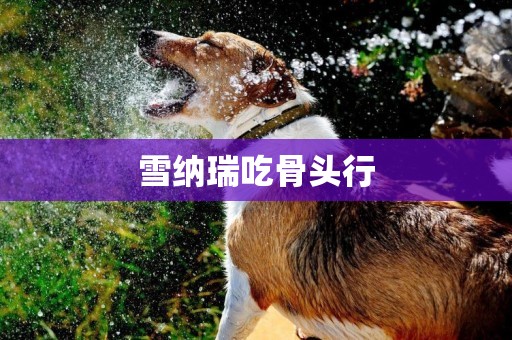 雪納瑞吃骨頭行