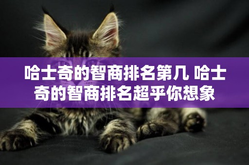 哈士奇的智商排名第幾 哈士奇的智商排名超乎你想象