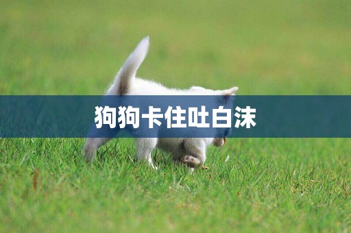 狗狗卡住吐白沫