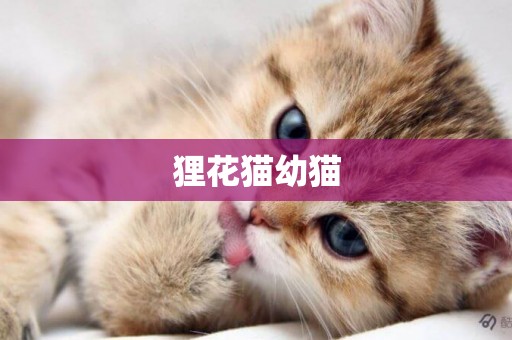 貍花貓幼貓