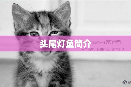 頭尾燈魚簡介