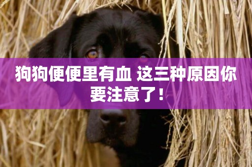 狗狗便便里有血 這三種原因你要注意了！
