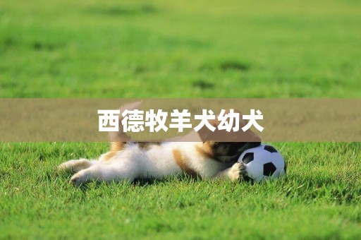 西德牧羊犬幼犬