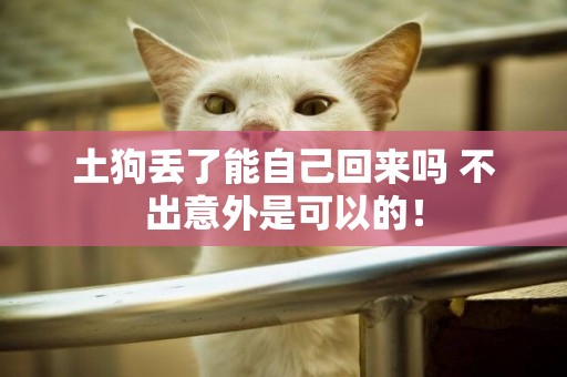 土狗丟了能自己回來嗎 不出意外是可以的！