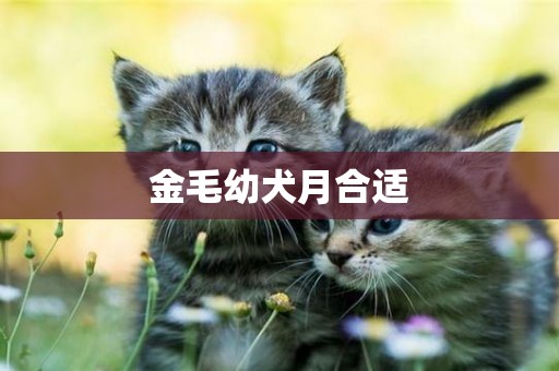 金毛幼犬月合適