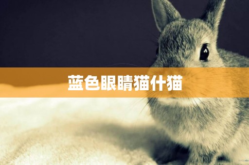 藍色眼睛貓什貓