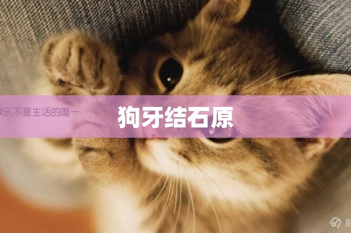 狗牙結石原