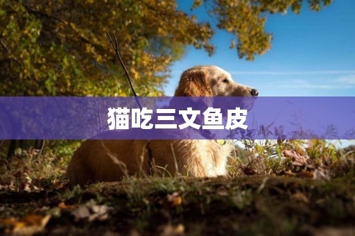 貓吃三文魚皮