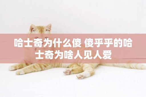 哈士奇為什么傻 傻乎乎的哈士奇為啥人見人愛