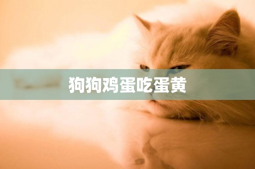 狗狗雞蛋吃蛋黃