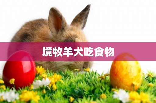 境牧羊犬吃食物
