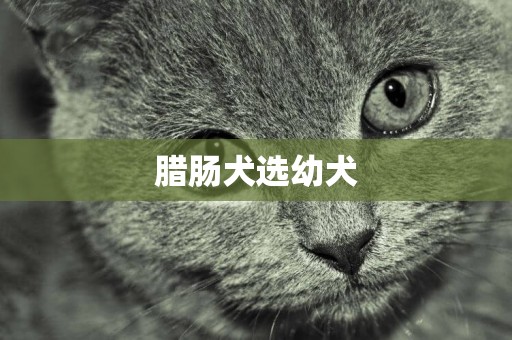 臘腸犬選幼犬