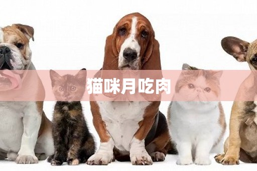 貓咪月吃肉