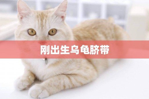 剛出生烏龜臍帶