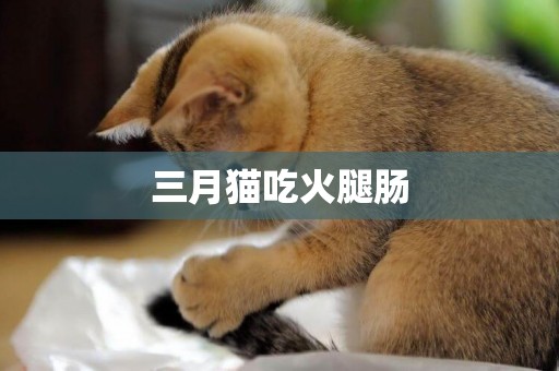 三月貓吃火腿腸