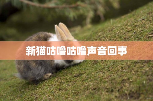 新貓咕嚕咕嚕聲音回事